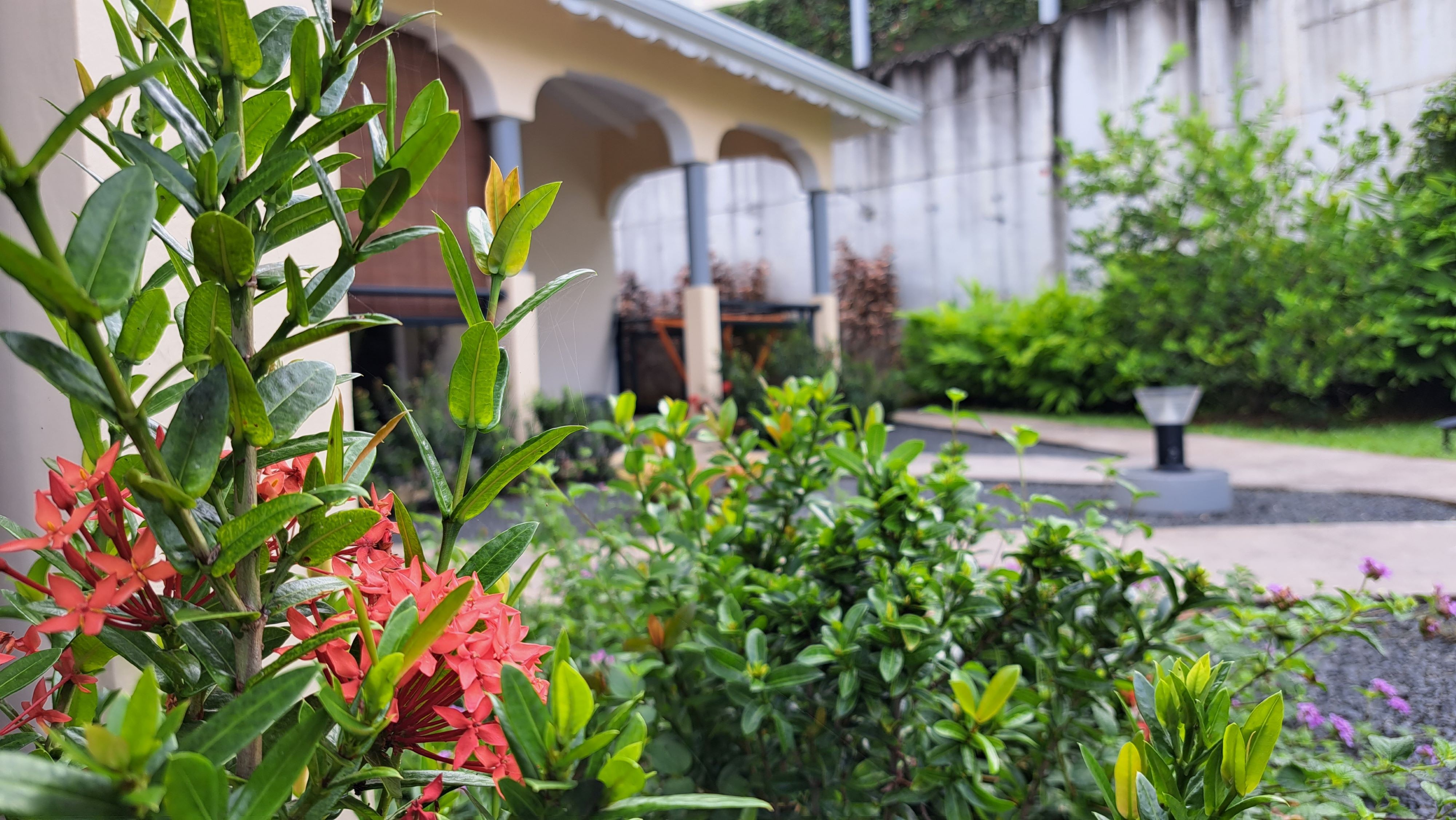 Ixora rouge 